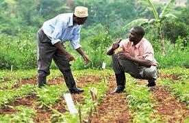 agriculture togo