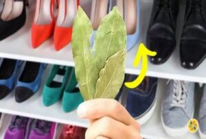 eliminer odeur placard