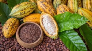 Le Togo sur le point de décrocher la médaille d'or de la meilleure qualité de cacao ?