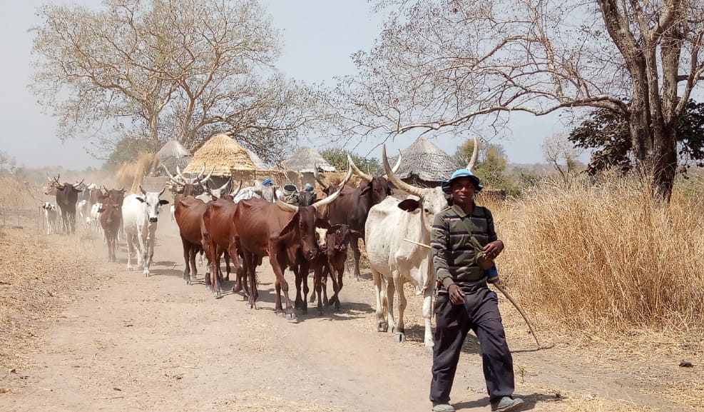 Elevage : Le Togo veut une transhumance et un pastoralisme sécurisé