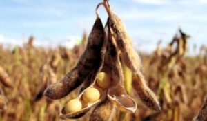 Togo : La campagne 2022-2023 du commerce de Soja est lancée