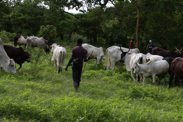 Société : Les dangers de la transhumance dans les préfectures du Togo