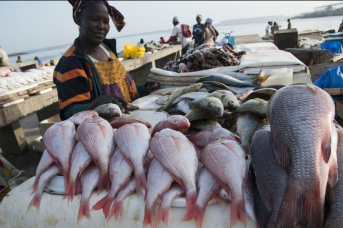 Togo : Une hausse de plus de 50 % enregistrée sur la production aquacole