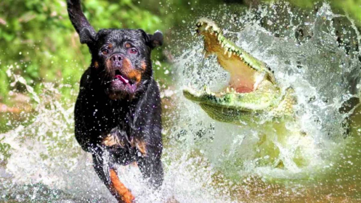 Drame : Un alligator tue une femme qui promenait son chien