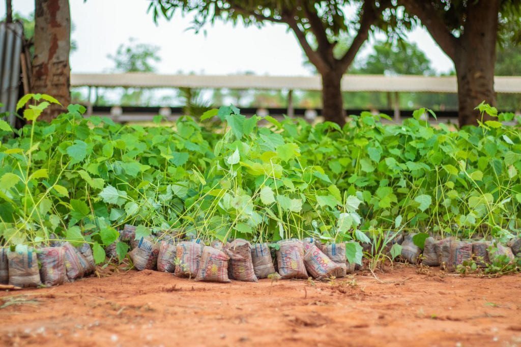 ARBRES TOGO reboisement