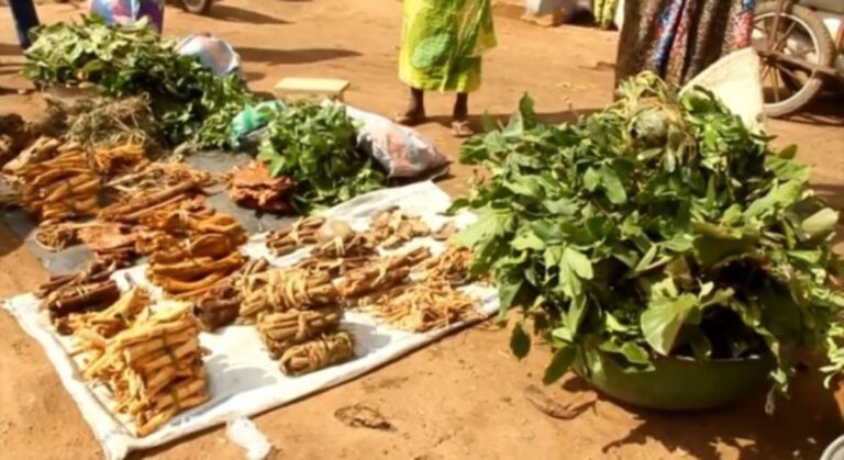 L&rsquo;Eglise catholique du Togo veut encadrer la médecine traditionnelle