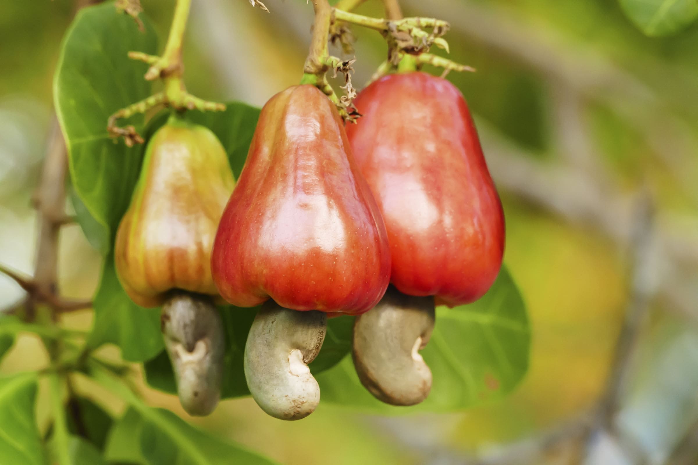 Togo-Agriculture : 40 000 tonnes de production attendues dans la filière Anacarde en 2023