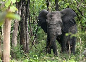 Tourisme : Des drones pour sauver le parc national Fazao-Malfakasa