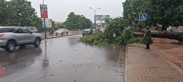 Fortes pluies à Lomé : La Police alerte les usagers de la route face aux risques des arbres tombés