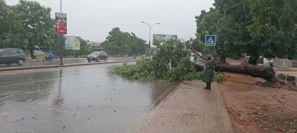 Fortes pluies à Lomé : La Police alerte les usagers de la route face aux risques des arbres tombés