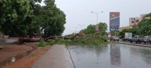 Fortes pluies à Lomé : La Police alerte les usagers de la route face aux risques des arbres tombés