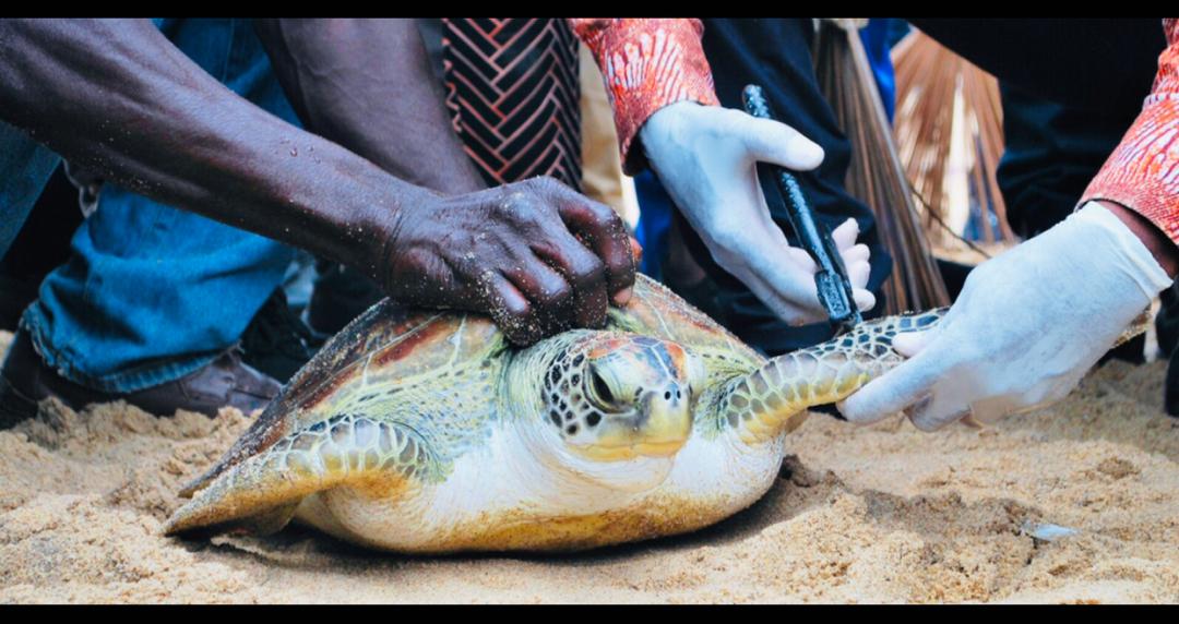 Tortue Togo