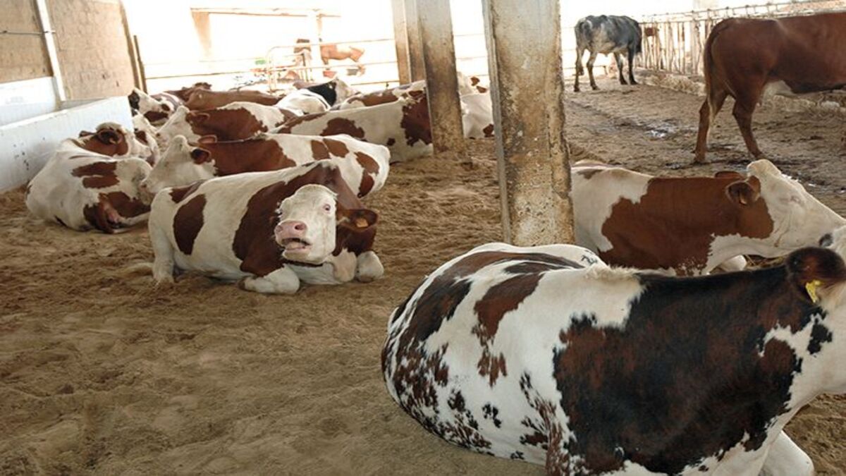 Badja : Des fermes de bouviers victime d'attaque