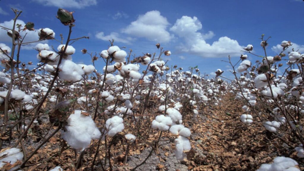 Togo : La production cotonnière chute à nouveau