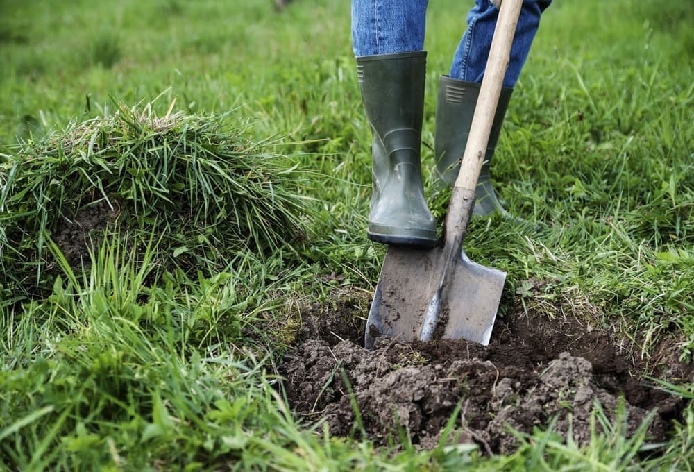 1er Juin : Guide pratique pour planter un arbre avec succès