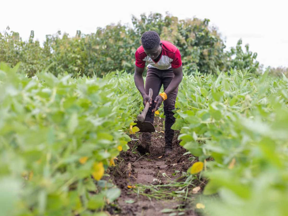 La filière soja togolaise en difficulté : le CIFS demande des mesures urgentes