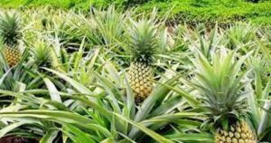 Agriculture : Un plan d'investissement adopté pour la filière Ananas