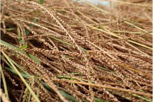 Agriculture : Un plan d'action en cours d'élaboration pour la filière fonio