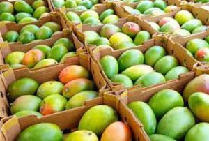 Agriculture : La filière mangue enregistre une hausse significative en 2022