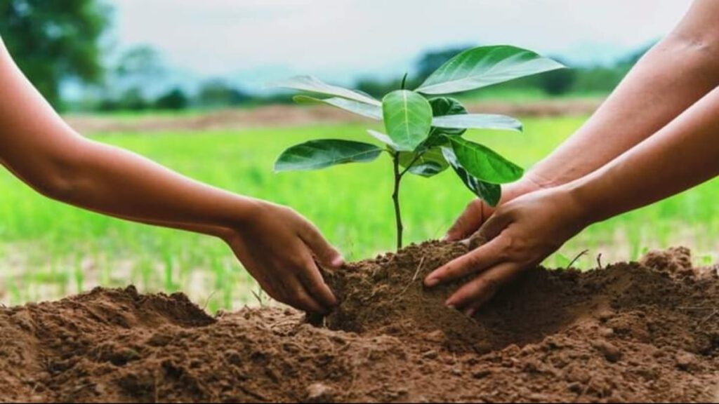 Togo : Plus de 9 millions d’arbres plantés en 2024