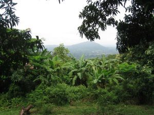 Projet WACA Resip : Plus de 400 millions investis dans la gestion des forêts communautaires