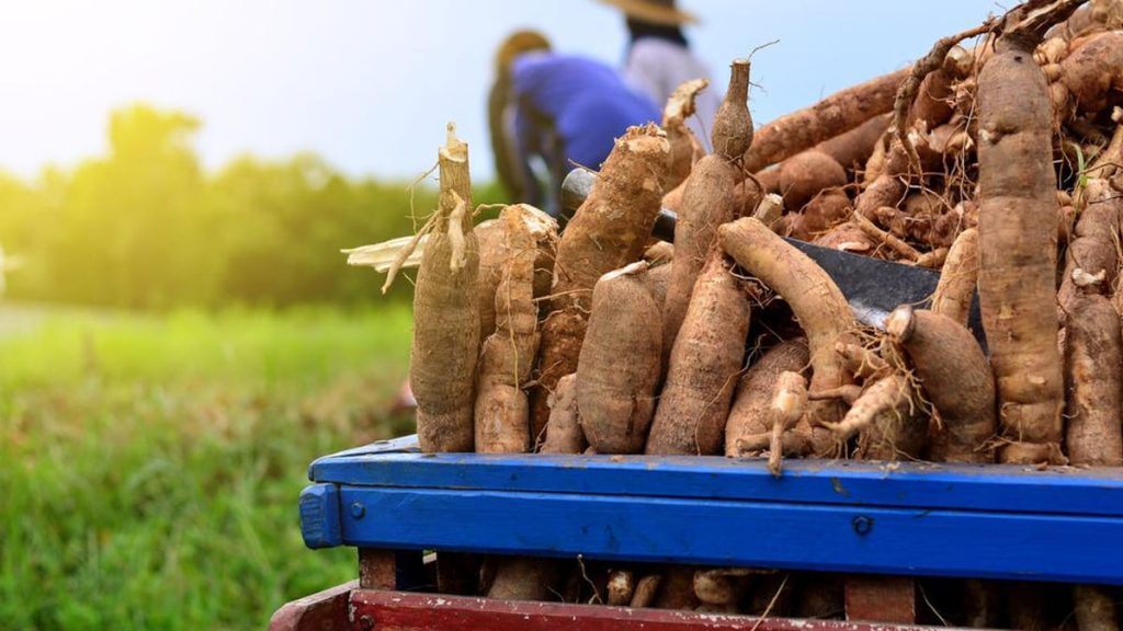 Agriculture : Un atelier de formation ouvert à Sotouboua pour les producteurs d'igname