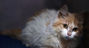 Dangers liés chats