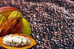Café-Cacao : Les prix indicatifs dévoilés aux producteurs