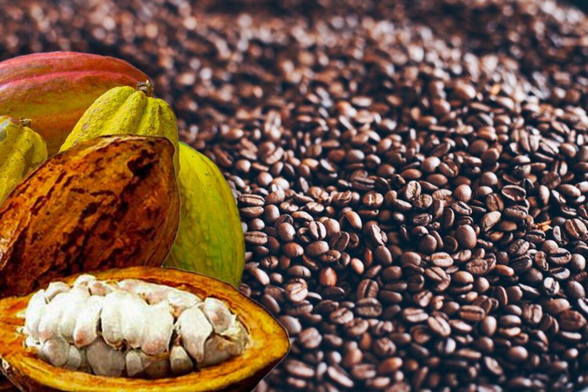 Café-Cacao : Les prix indicatifs dévoilés aux producteurs