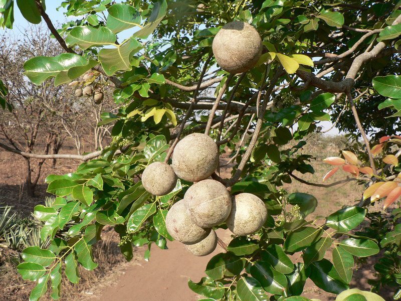 khaya senegalensis Bassar