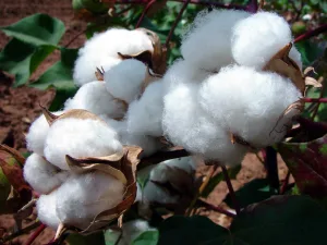 Agriculture : Les producteurs de coton retrouvent le sourire