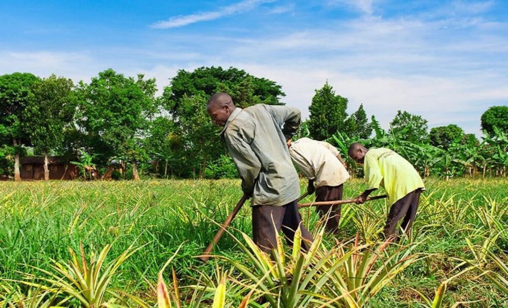 Recrutement d'un commercial agroalimentaire -15/06/2025