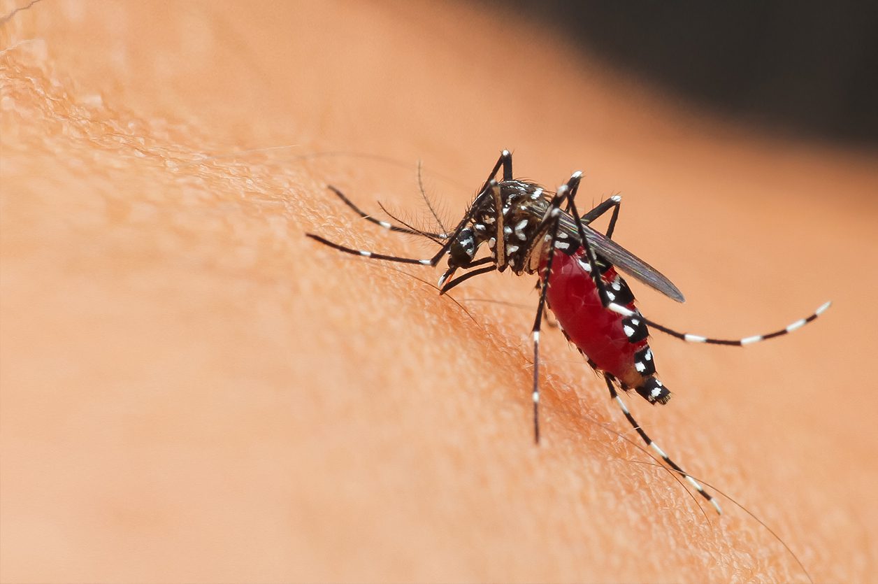 Alerte au Togo : Dengue et Chikungunya menacent, le ministère de la Santé appelle à la prudence