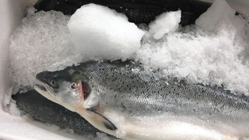 Maroc : Saisie de cocaïne dissimulée dans des poissons congelés