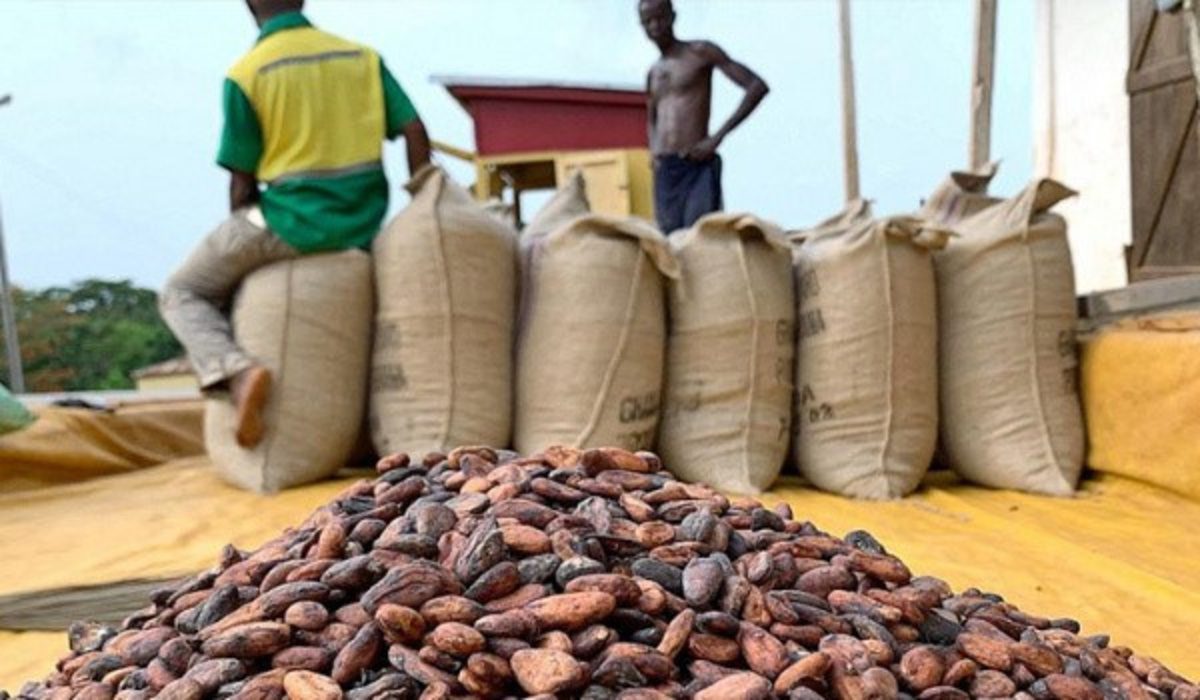 Prix du café et du cacao au Togo : Révélation des tarifs pour octobre 2023