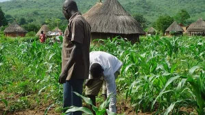 Togo : Le FIDA lance un projet ambitieux pour augmenter la productivité du riz et du manioc