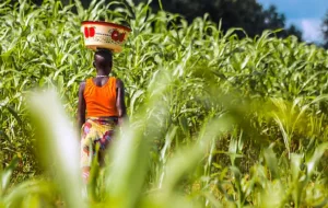 Résilience alimentaire au Togo : Un atelier stratégique à Kara pour renforcer le PCP