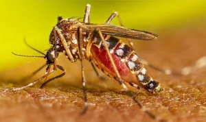 Alerte au Togo : Huit cas de dengue signalés