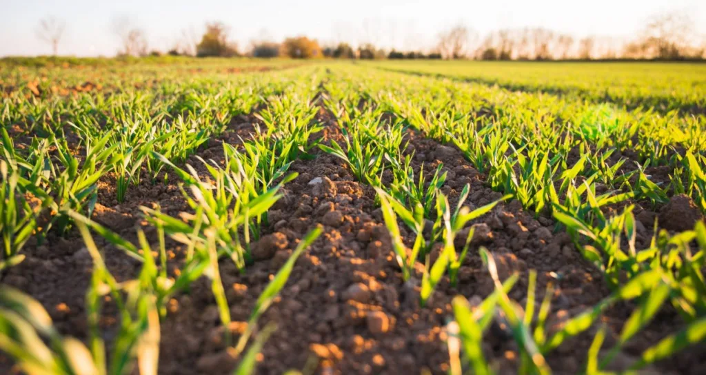 Agriculture : Les Togolais reçoivent un nouvel appui de la Banque mondiale
