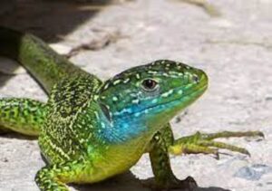 homme mort morsure lézard