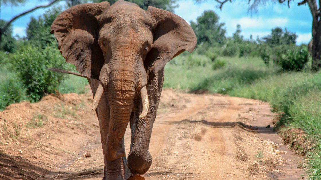 Ahmed l'éléphant : Découvrez l'animal le plus connu de Côte d'Ivoire