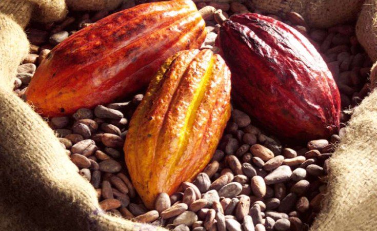 Madagascar : Le cacao devient plus cher que la vanille