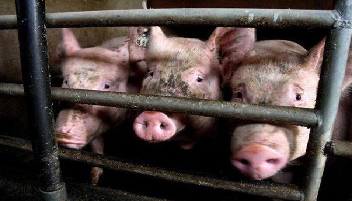 Pourquoi les musulmans ne mangent pas de porc ?