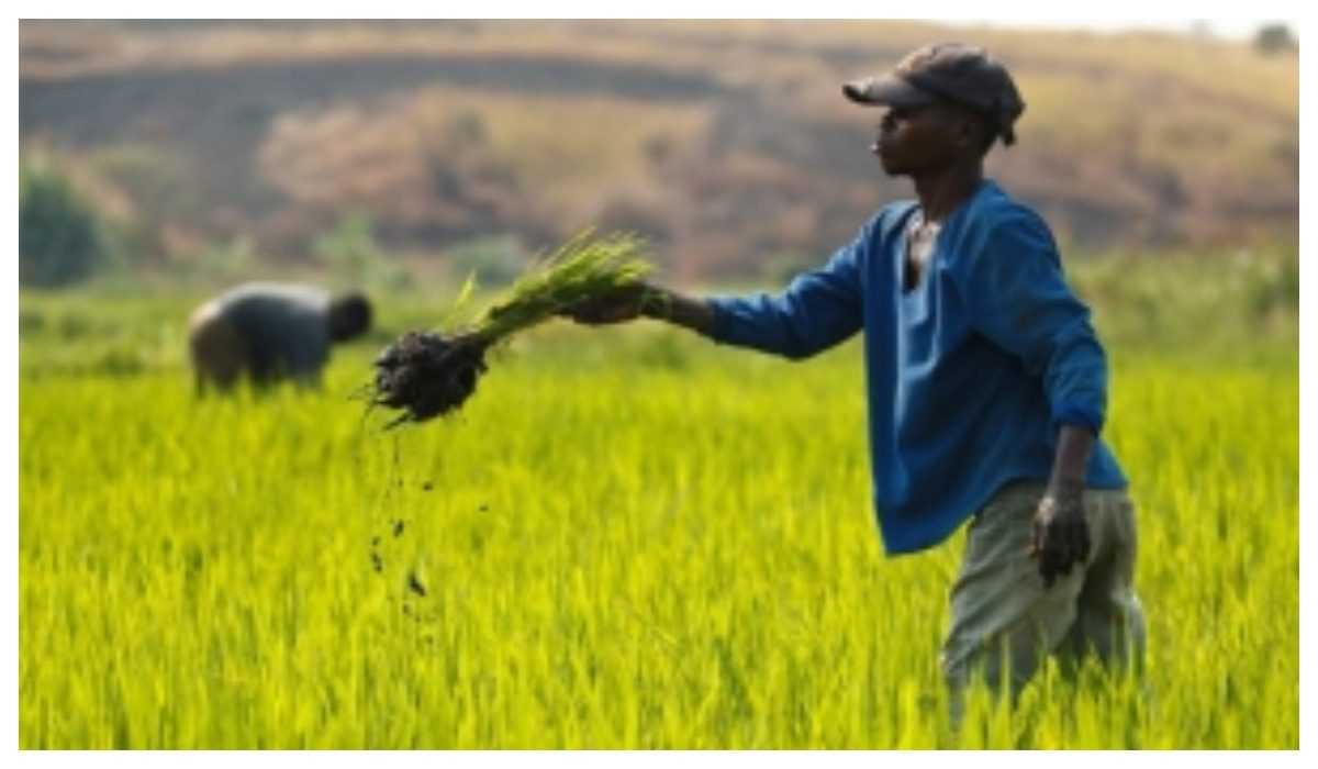 Togo : La FAO renforce le soutien aux producteurs agro-forestiers