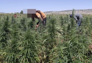 Mali : Découverte d’un grand champ de cannabis , les trois cerveaux arrêtés