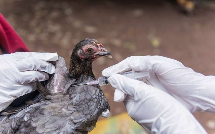 Alerte : Un foyer de grippe aviaire… au Burkina Faso