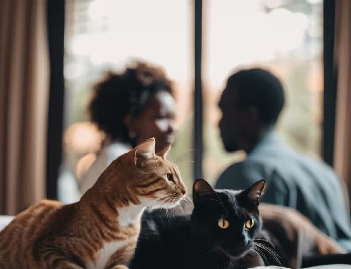 animaux compagnie chambre coucher