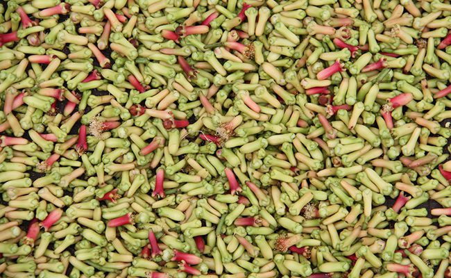 Astuce de grand-mère : le clou de girofle