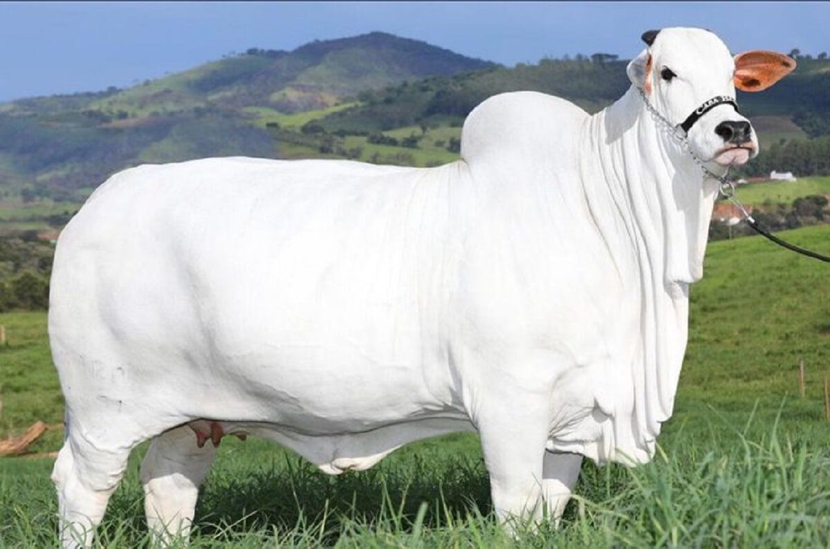 vache chère monde