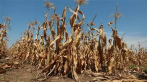 Le Togo s'attaque à la crise climatique